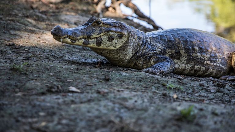 Les caïmans en Guyane sont-ils dangereux pour l’homme ?