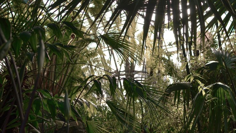 Faham interdit : pourquoi cette plante réunionnaise est restreinte ?