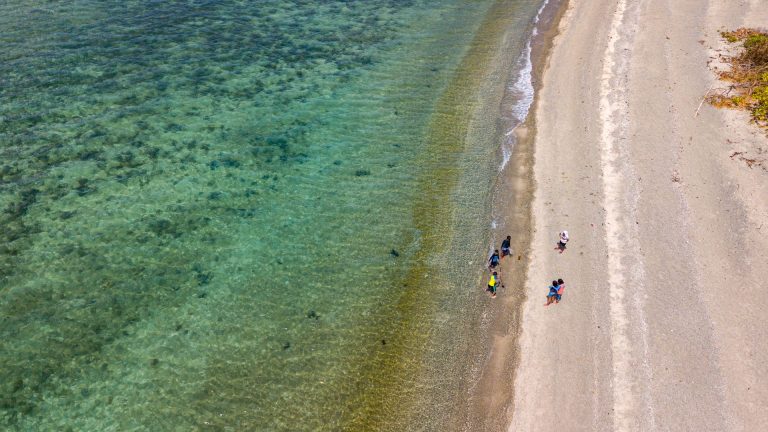 Fourmi de mer (fourmi de la Mer Noire) : espèce invasive à connaître