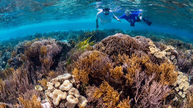 Snorkeling en Égypte : les meilleurs spots selon vos envies